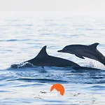 #165 Walk Everywhere